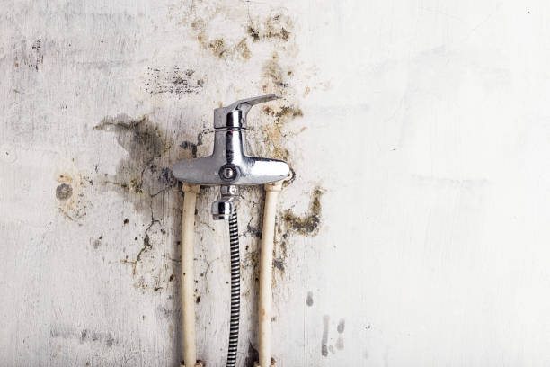 Best Fast Mold Removal  in Roselle, IL