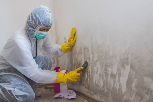 Best Home Mold Removal  in Roselle, IL