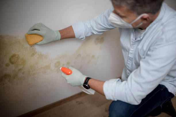 Office Mold Removal Services in Roselle, IL