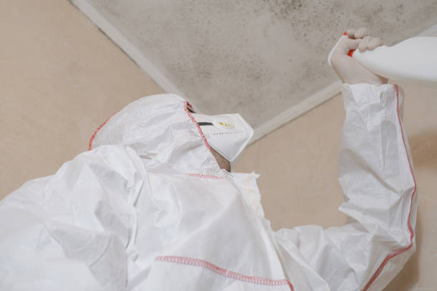 Best Black Mold Removal  in Roselle, IL
