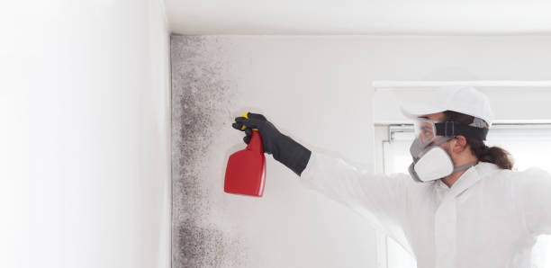 Best Toxic Mold Removal  in Roselle, IL