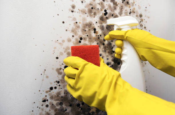 Best Local Mold Removal Service  in Roselle, IL