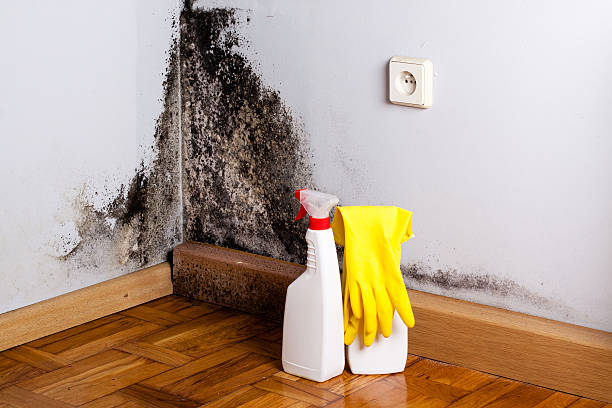 Best Mold Remediation  in Roselle, IL