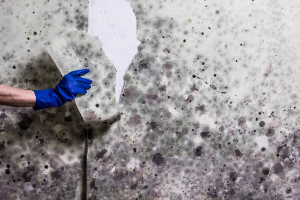 Reliable Roselle, IL Mold Removal Solutions