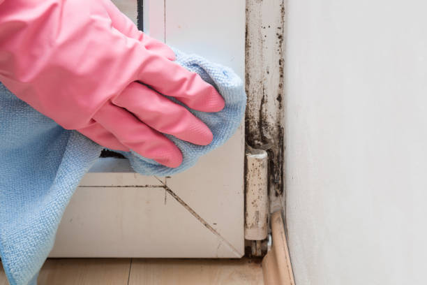 Roselle, IL Mold Removal Pros