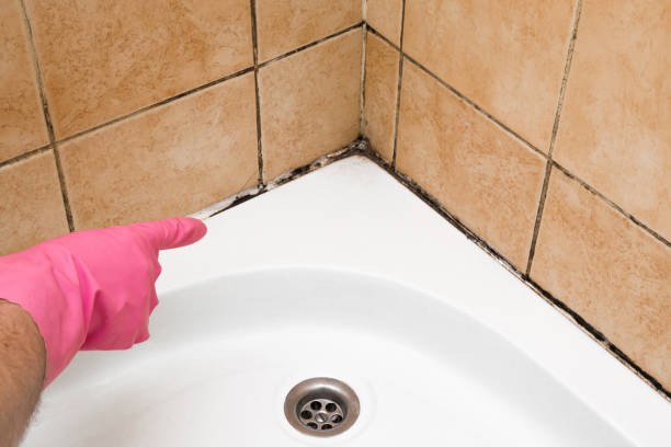 Best Mold Removal Near Me  in Roselle, IL