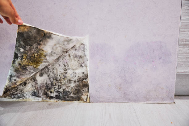 Best Certified Mold Removal  in Roselle, IL